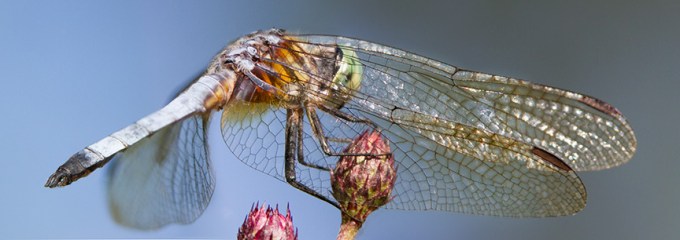 blue dasher v7 pano cf 2015_MG_8845