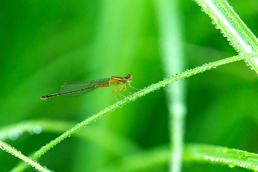 Damselfly stack v2 f8 14 layers