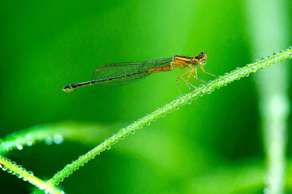Damselfly stack v5 f56