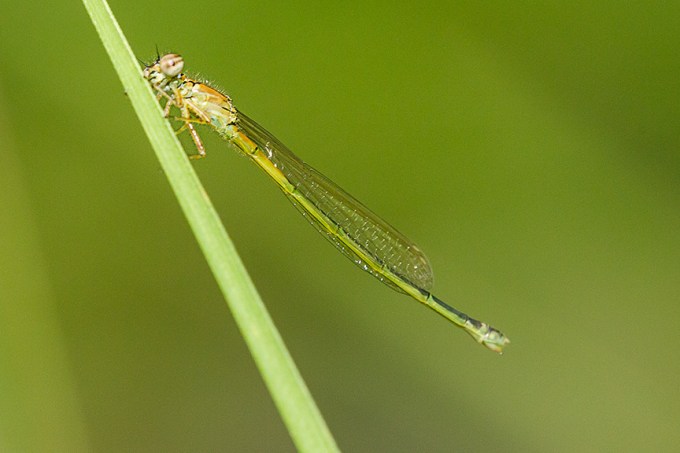 damselfly tenert v2_43G5477
