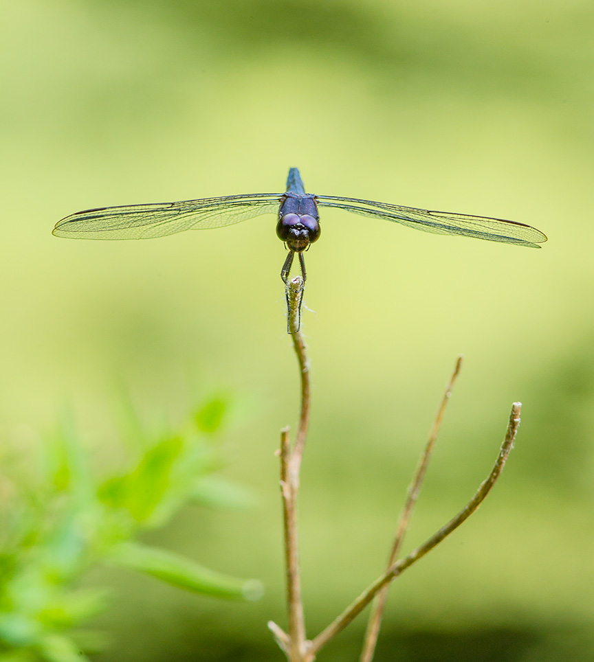 dragonfly v1 mcfaul v2_43G8837