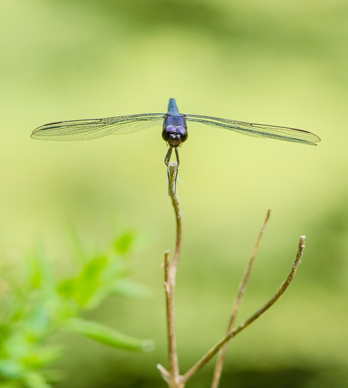 dragonfly v1 mcfaul v2_43G8837