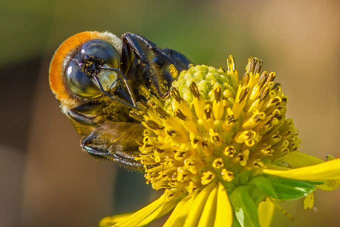 East Carp bee_v2 Brig 2015 MG_0227