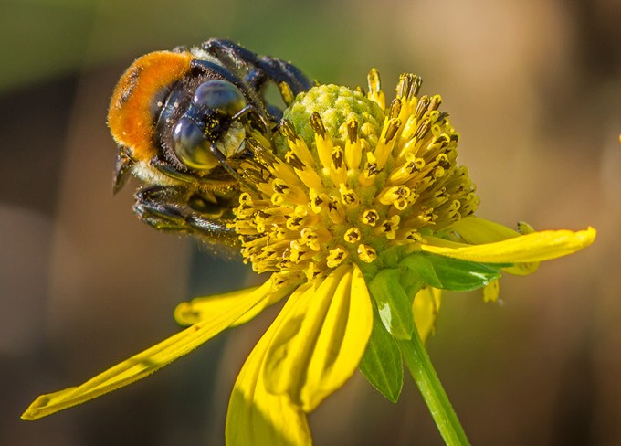 Eastern Carp Bee v3 brig 2015_MG_0230