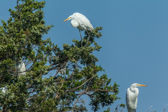 Egrets Tree v1_43G0202