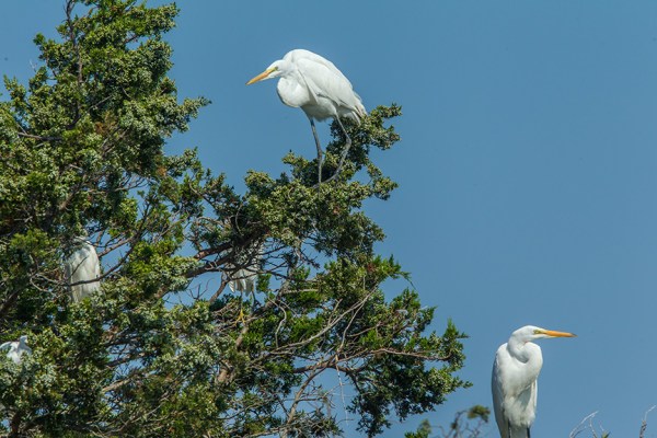 Egrets Tree v1_43G0202