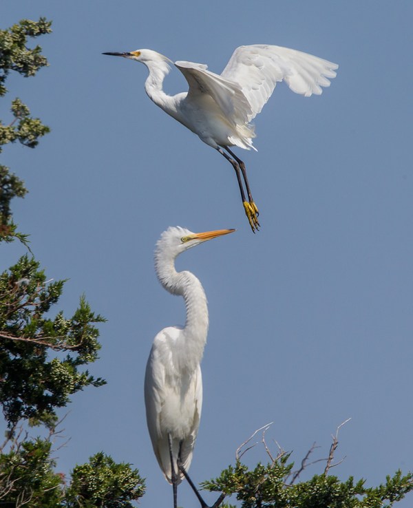 Egrets v2 brig 2015_43G0078
