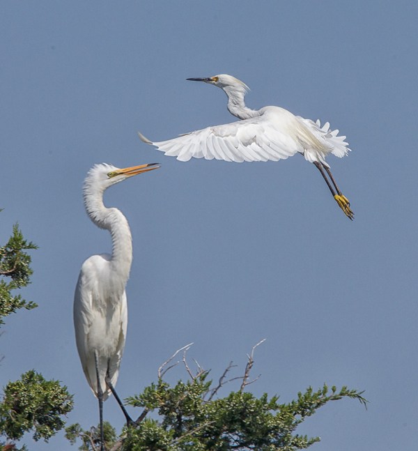 Egrets v4 brig 2015_43G0077