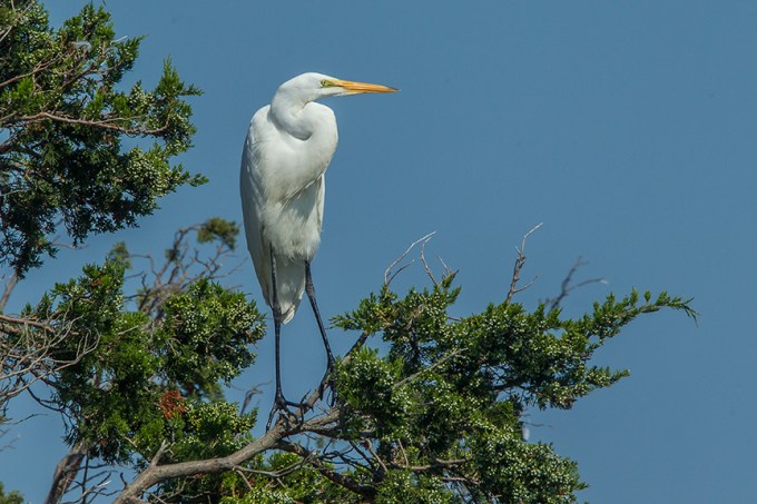 Geat Egret v2 brig 2015_43G0212