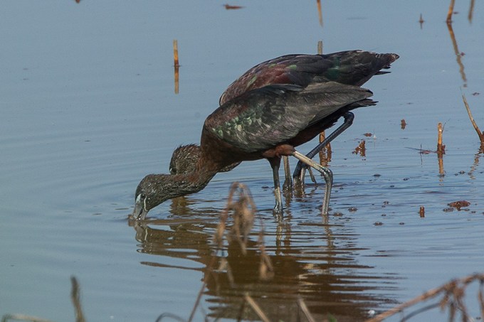Glossy Ibis v2 brig 2015_43G0363