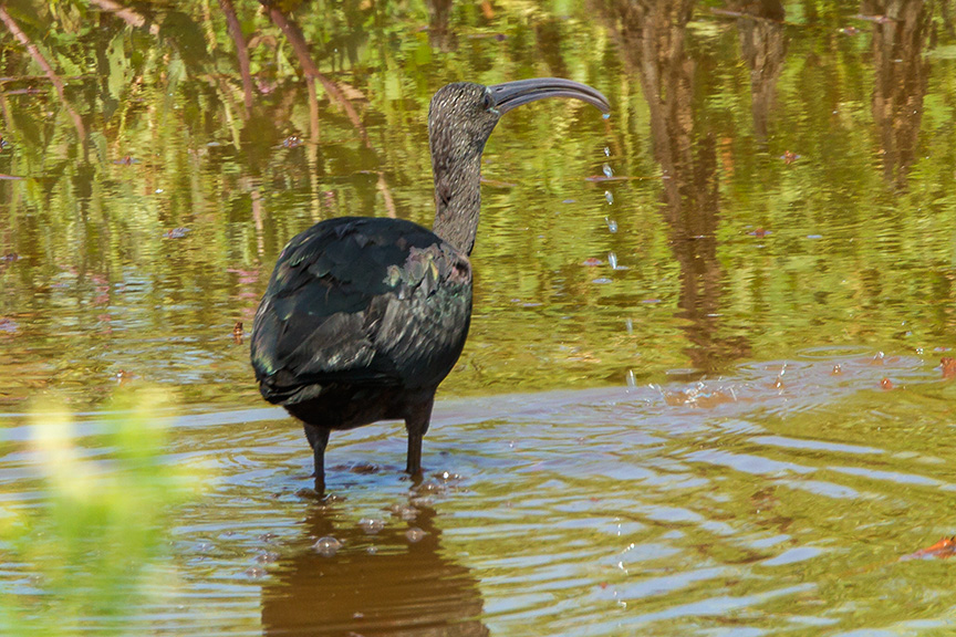 Glossy Ibis v2 brig 2015_43G1157
