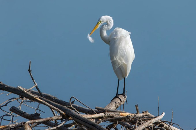 Great Egret cf v10 2015_43G7996