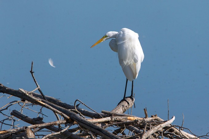 Great Egret Cf v10 2015_43G7997