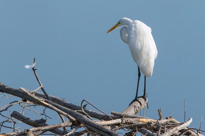 Great Egret cf v10_43G7998