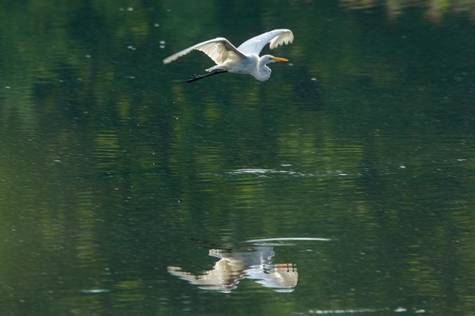 Great Egret v2 cf 2015_43G2057
