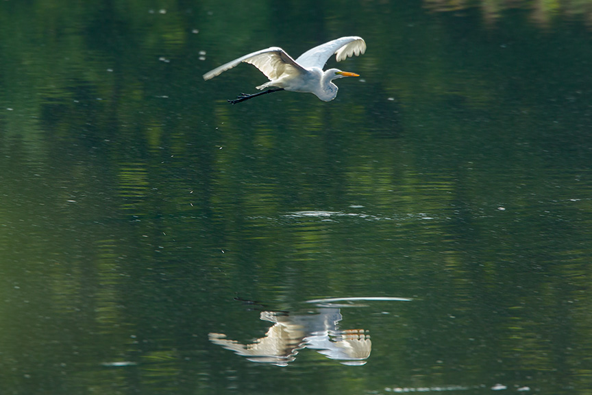 Great Egret v2 cf 2015_43G2057