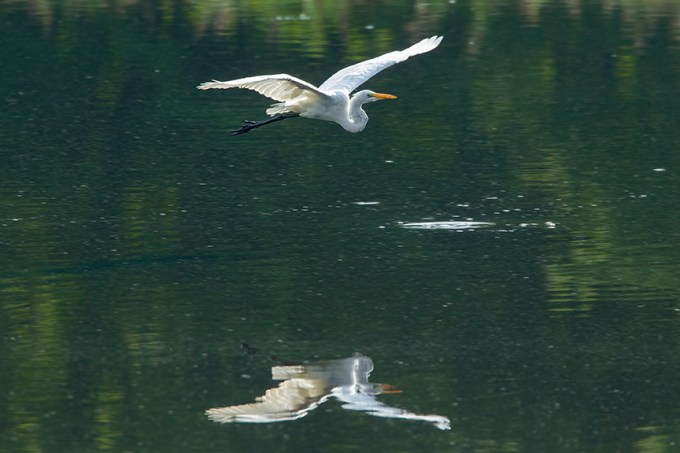 Great Egret v2 cf 2015_43G2061