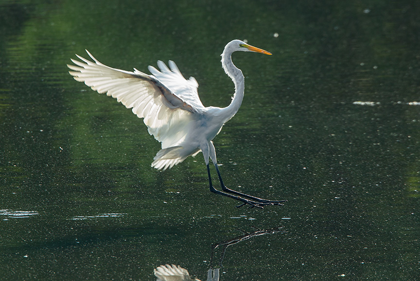 Great Egret v2 cf 2015_43G2080