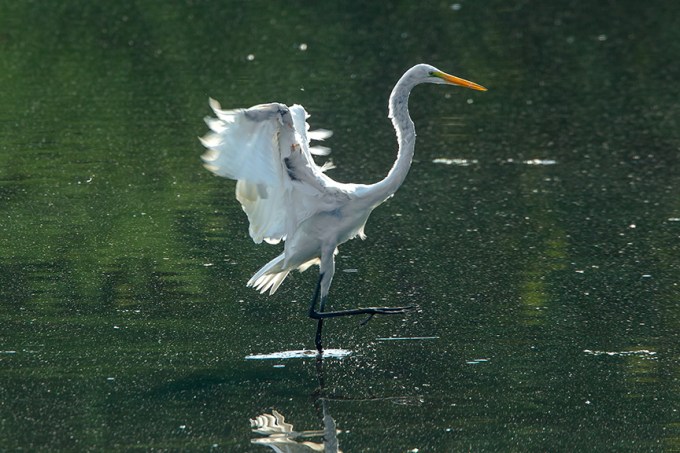 Great Egret v2 cf 2015_43G2082