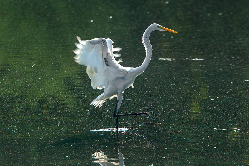 Great Egret v2 cf 2015_43G2082