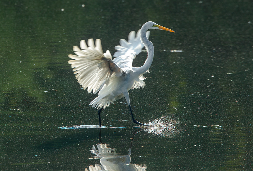 Great Egret v2 cf 2015_43G2083