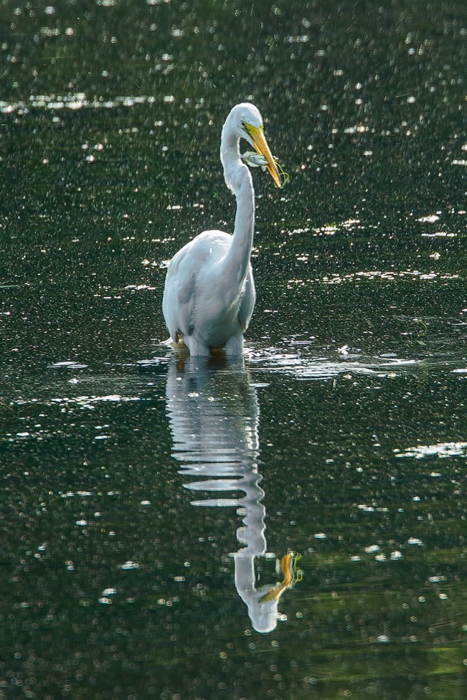Great Egret v2 cf 2015_43G2105