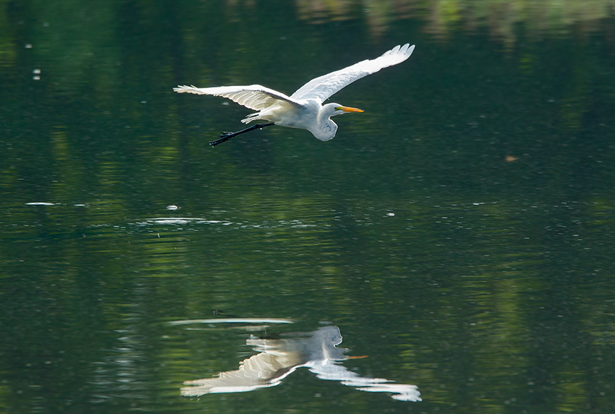Great Egret v3 cf 2015_43G2058