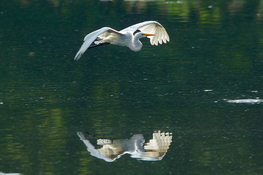 Great Egret v3 cf 2015_43G2060
