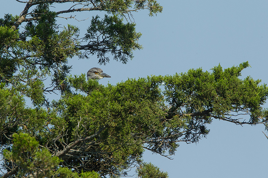 IMMAT YCNH Brig 2015 v2_43G0307