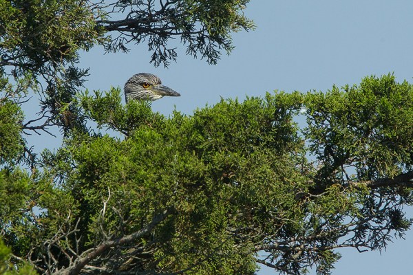 IMMAT YCNH Brig 2015 v3_43G0307