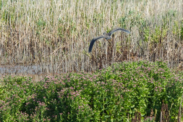 IMMAT YCNH FLYOUT Brig 2015 v2_43G0339