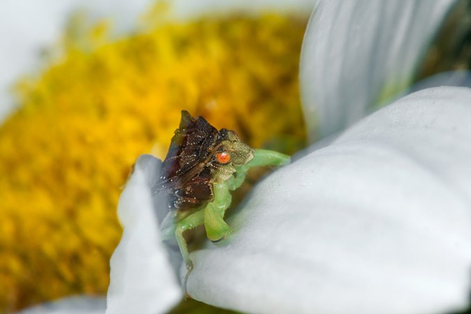 jagged ambush bug v1_43G6995