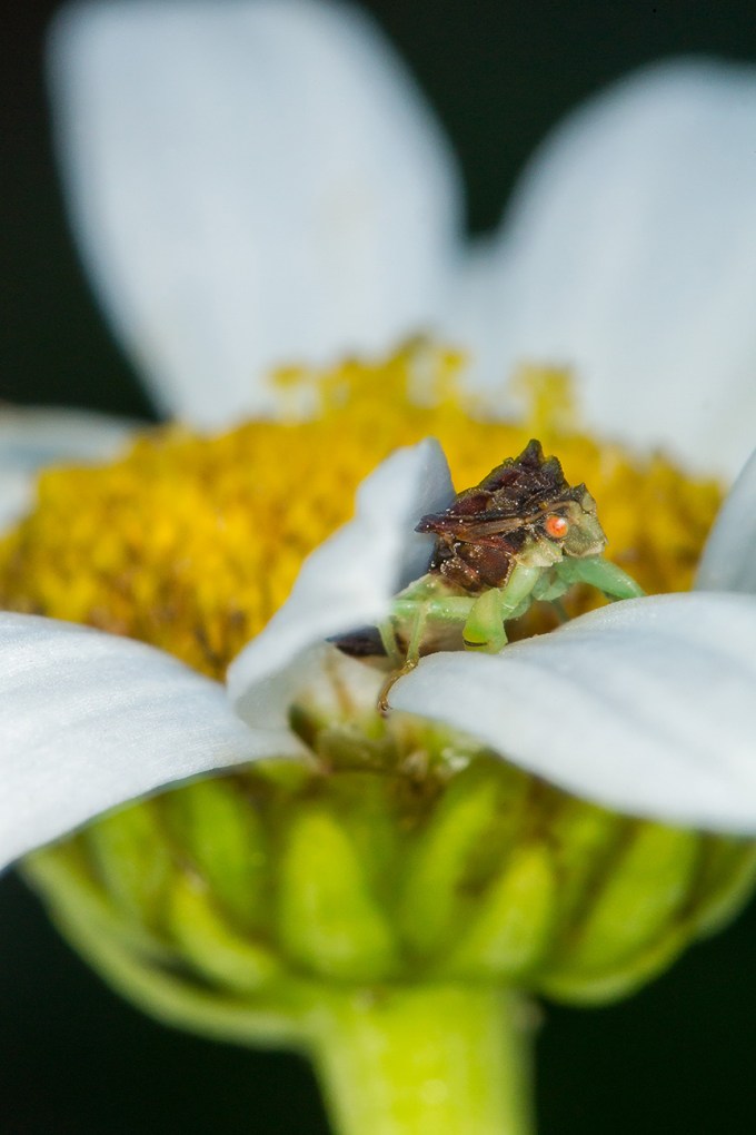 jagged ambush bug v1_43G7005