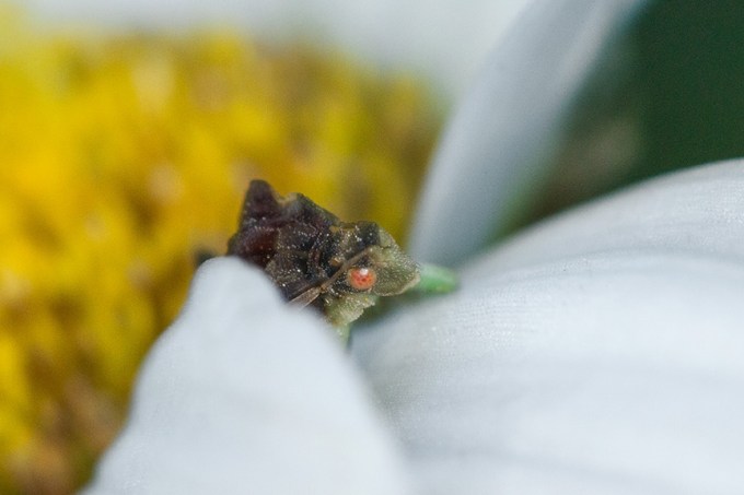 jagged ambush bug v2_43G6986