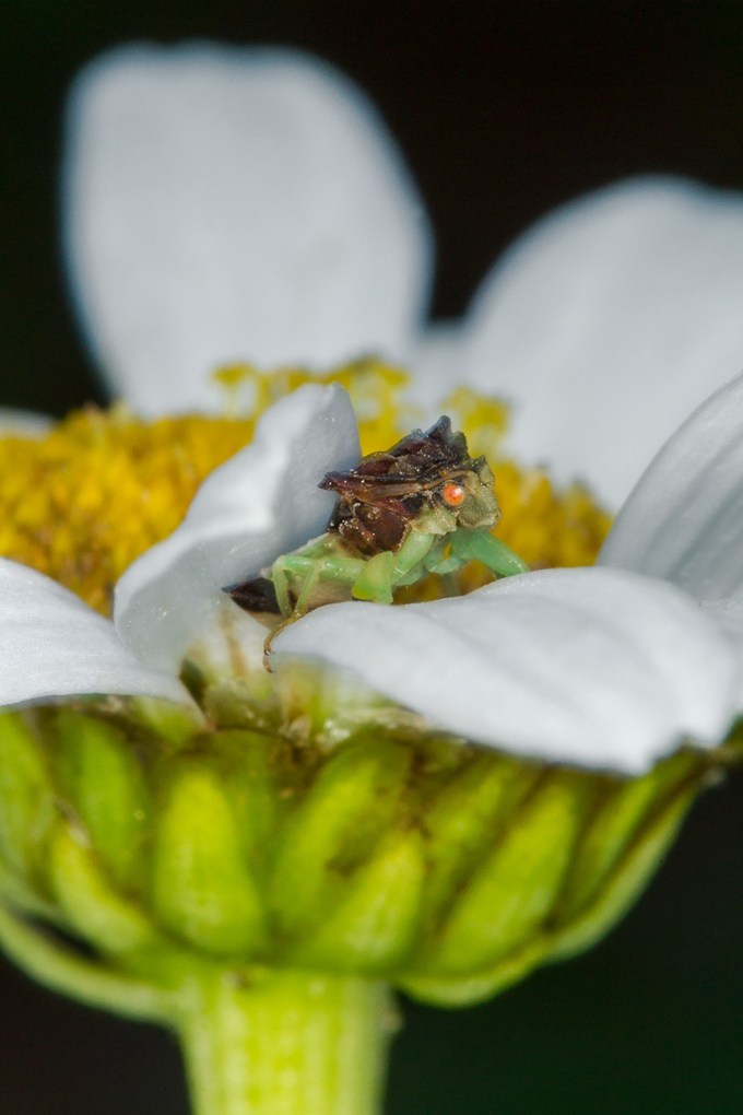 jagged ambush bug v2_43G7002