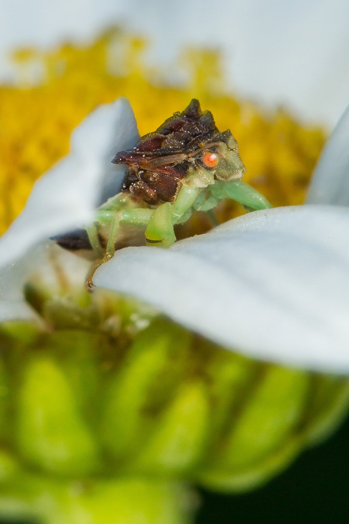 jagged ambush bug v2_43G7005