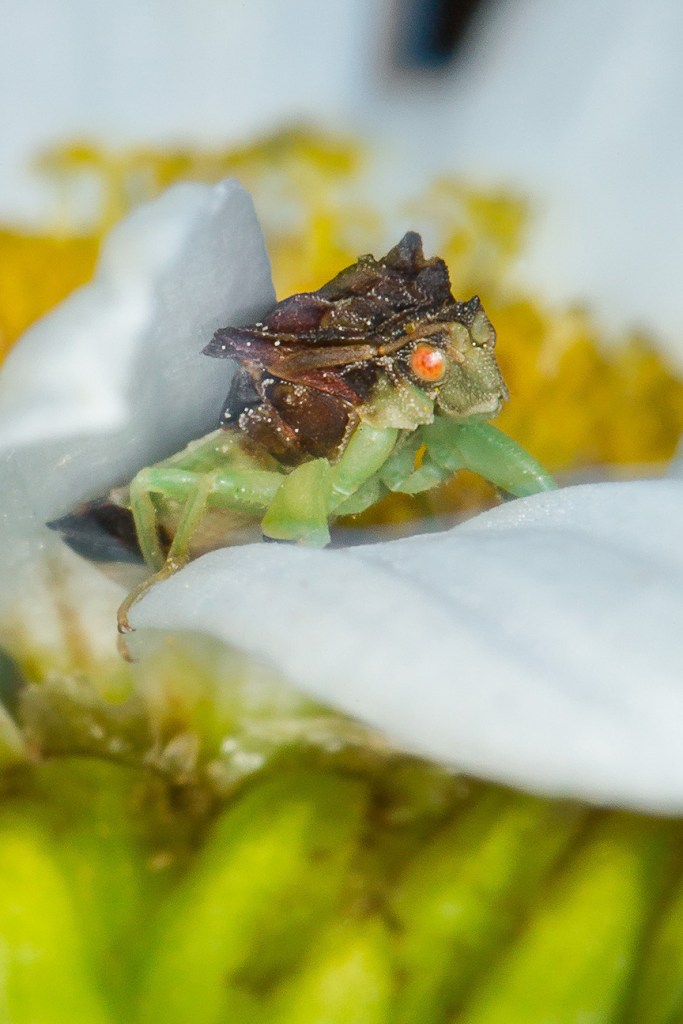 jagged ambush bug v3_43G7000