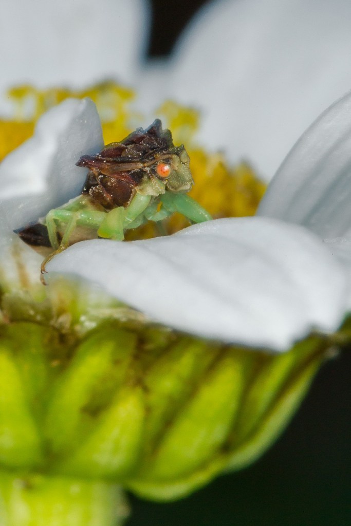 jagged ambush bug v3_43G7002