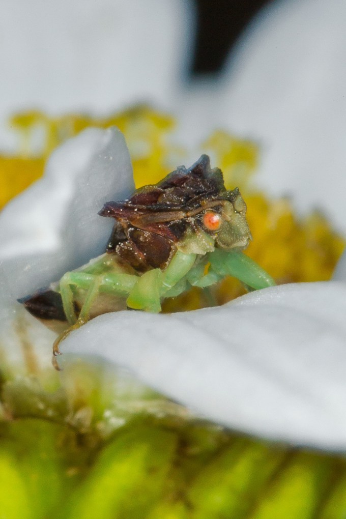 jagged ambush bug v4_43G7002