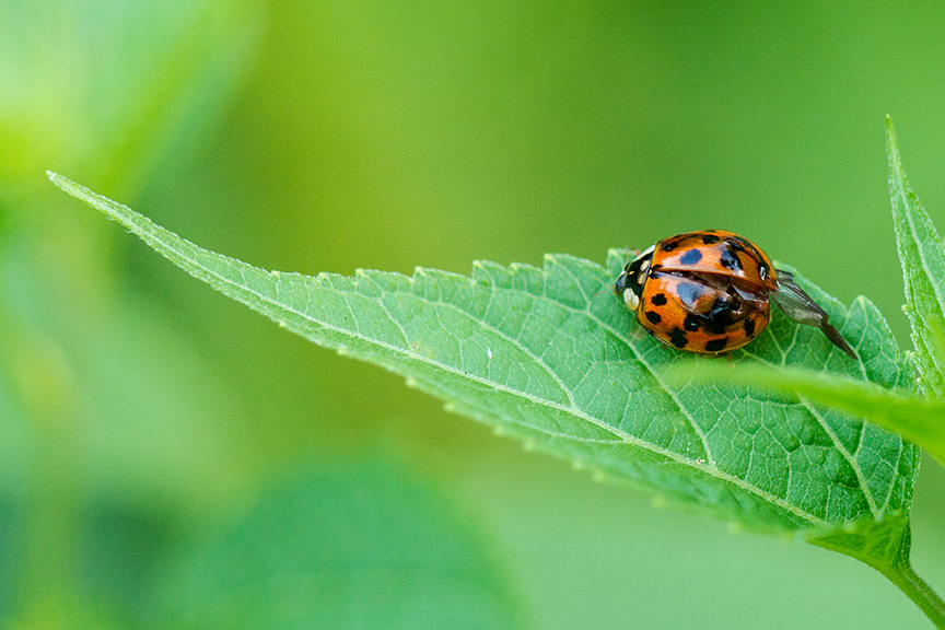 lady bug v2_43G7521