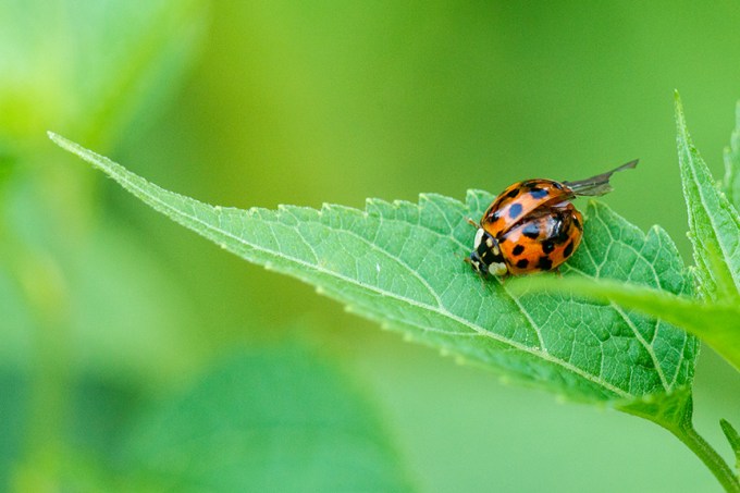 Lady bug v2_43G7525