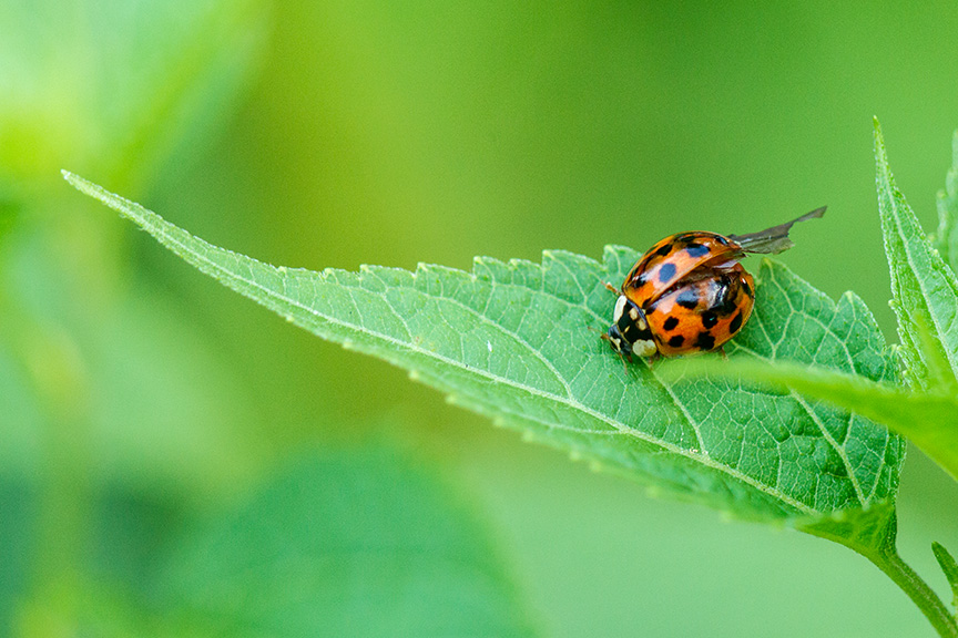 Lady bug v2_43G7525