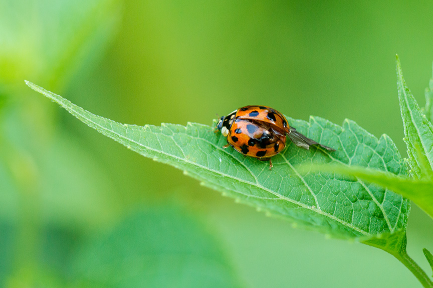 lady bug v2_43G7531