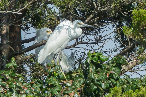 Little blue Heron Immature v2 Brig 2015_43G0069
