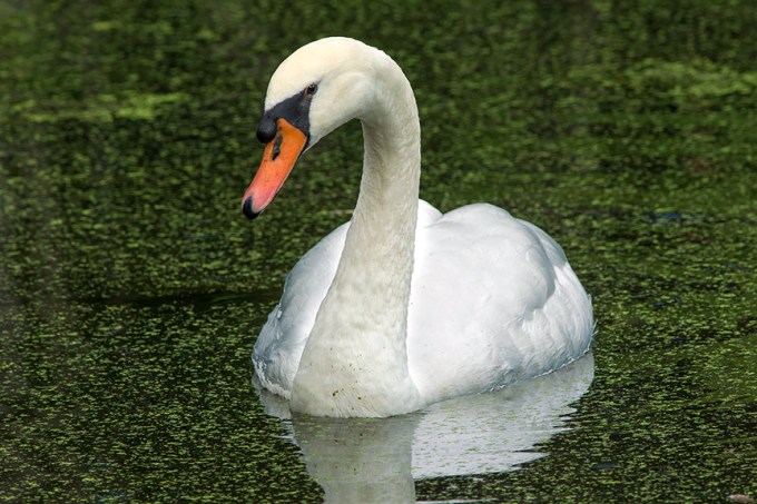 Mute Swan v2 mcfaul_43G9035