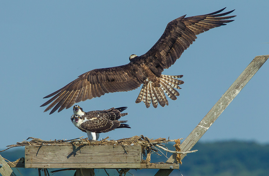 Osprey Flyin v3 brig 2015 _43G9579