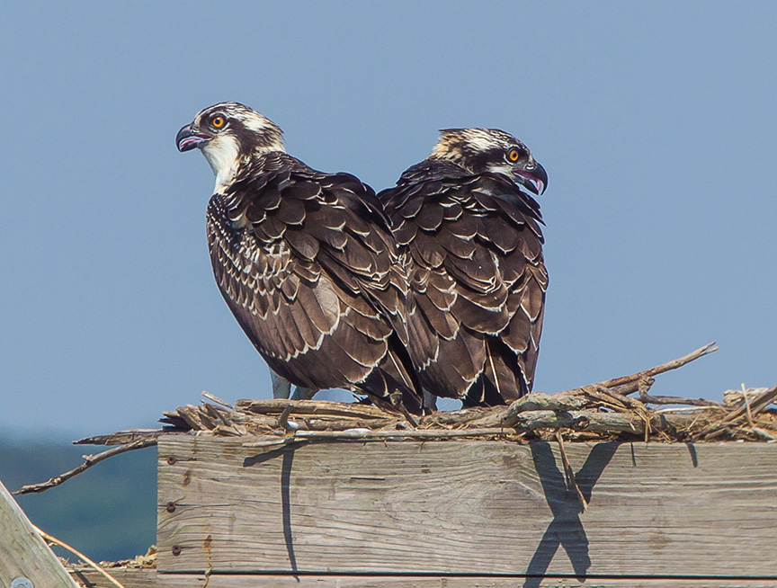 Osprey nest crop brig 2015__43G0742