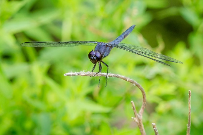 Slaty blue mcfaul v2 2015_43G8857