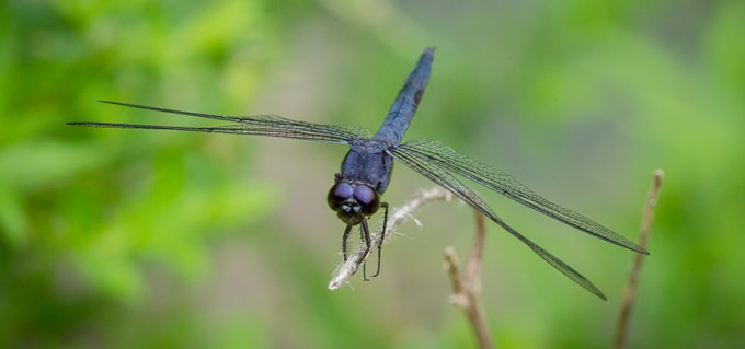 slaty skimmer v2 mcfaul v1_43G8884