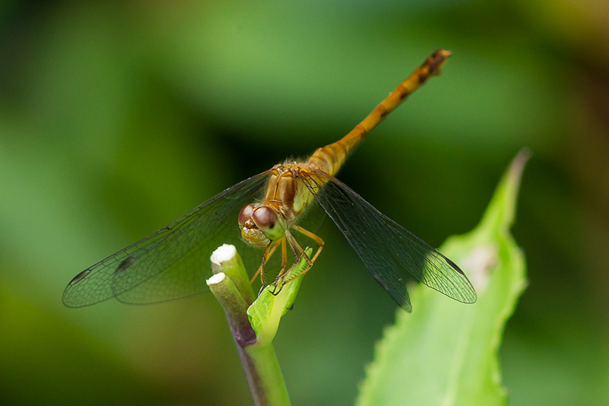 Small Red Dragonfly v1_43G8530